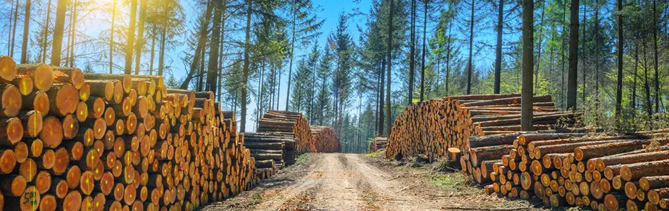 Timberland Property